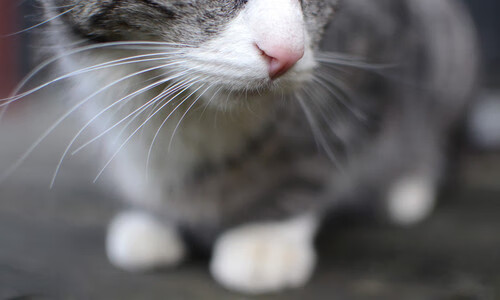 一周看点：五大联赛最激烈争夺场次盘点，五大联赛最高分夺冠