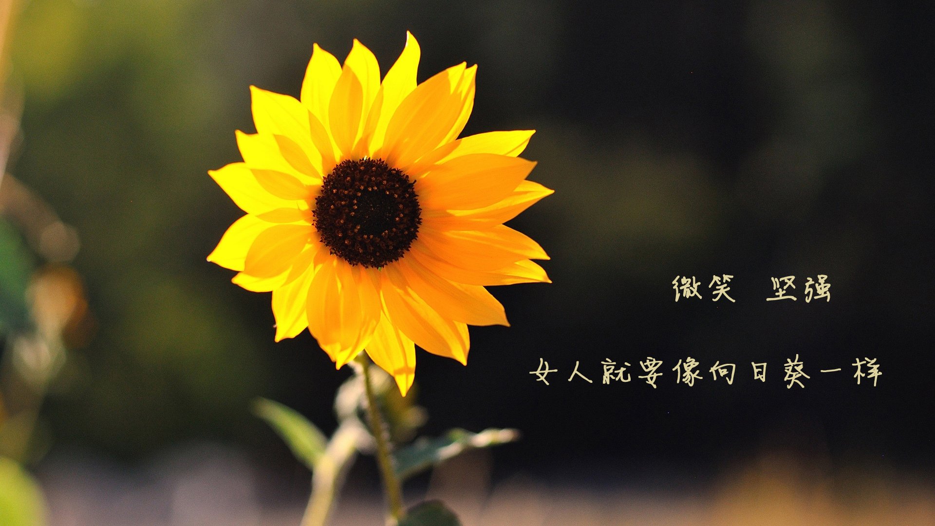 中国篮球教练员战术执行力评估体系构建，篮球教练技术